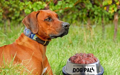 Η διατροφή των σκύλων από την αρχαιότητα έως και σήμερα